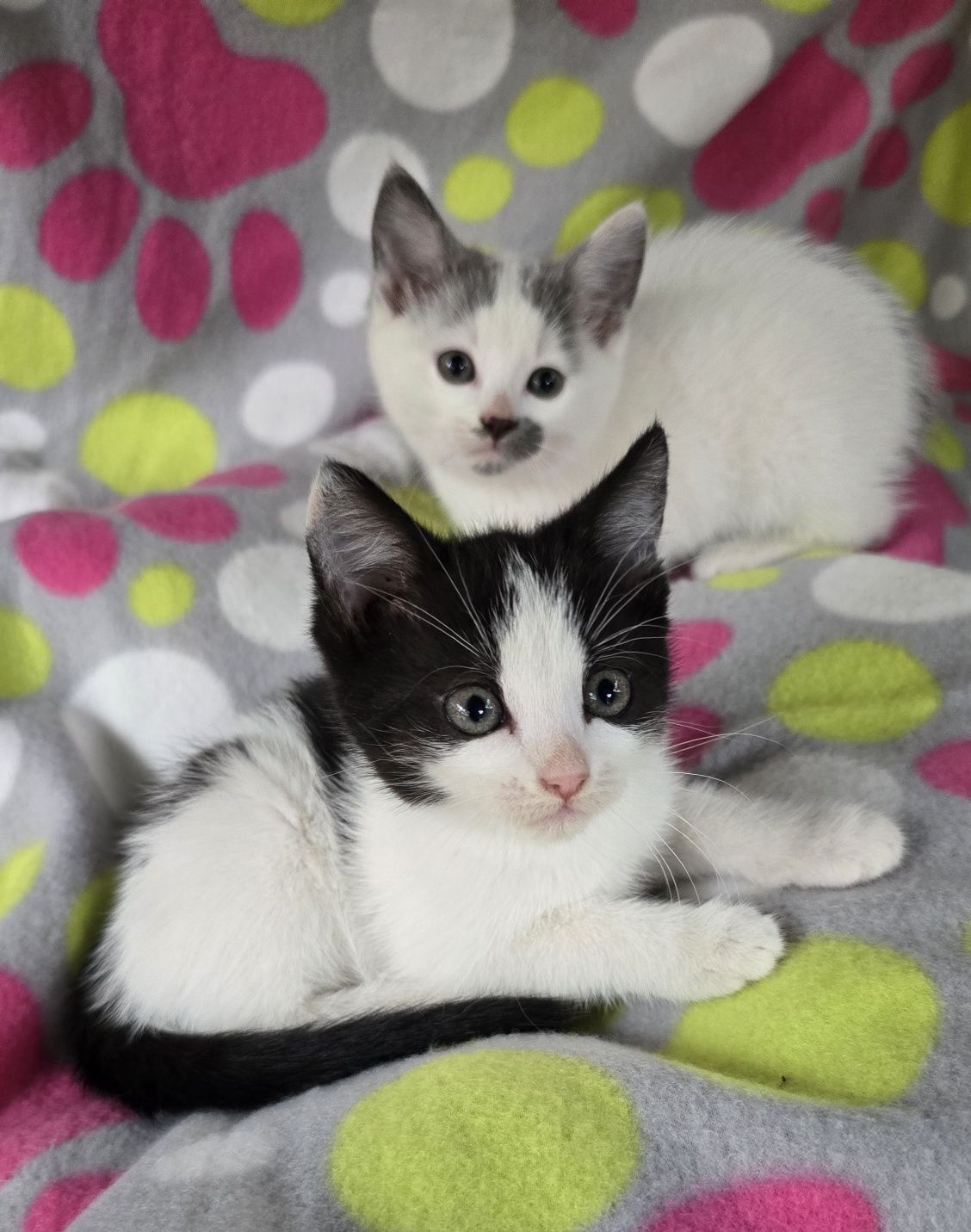 Mały kotek do odbioru kocurek koteczka kotka Maine coon Brytyjski