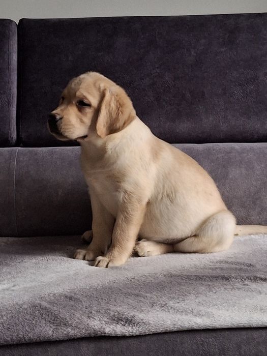 Labrador śliczny szczeniak