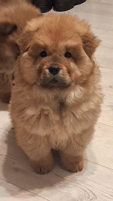 Chow chow miś z rodowodem
