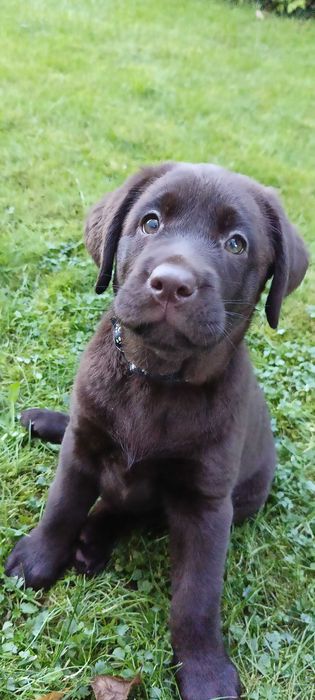 Labrador Retriever Czekoladowa suczka Zkwp/FCI
