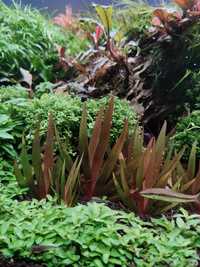 Rośliny akwariowe xyris tulunadensis
