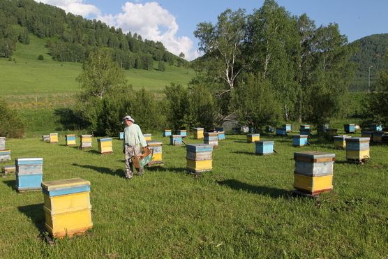 Трутневий гомогенат рідкий ( трутні, личинки) 250 мл