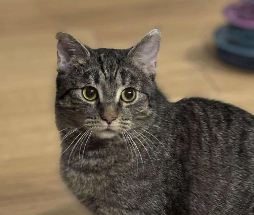 Wrotka kotka do adopcji