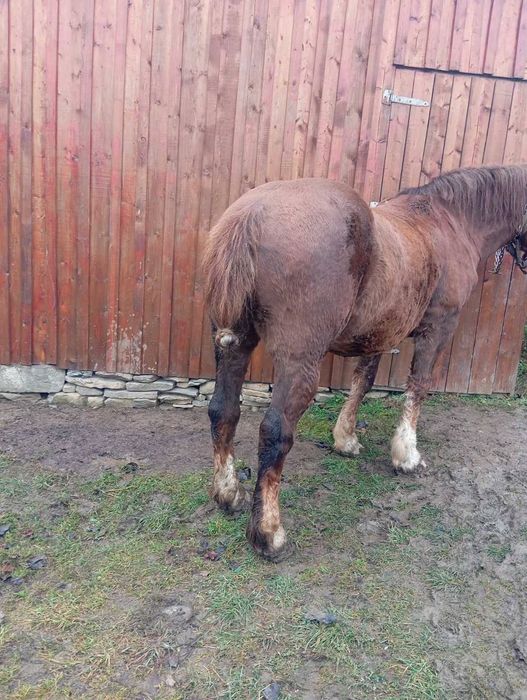 Продам коня 8 років