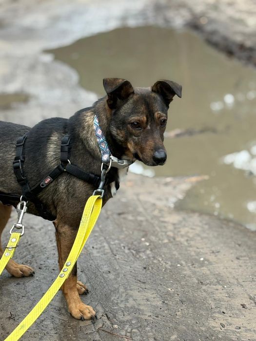 Serwus, świetny psiak do adopcji