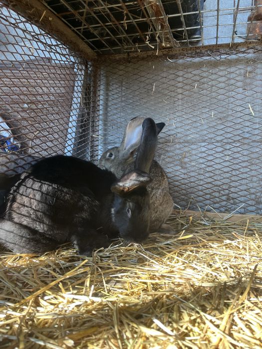 Samczyki olbrzym belgijski, bos