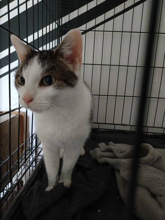 Pralinka przepiękna kotka szuka domu