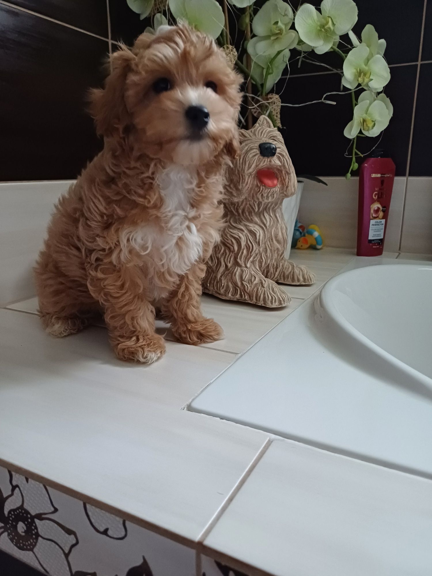 Maltipoo hybryda F1 piesek