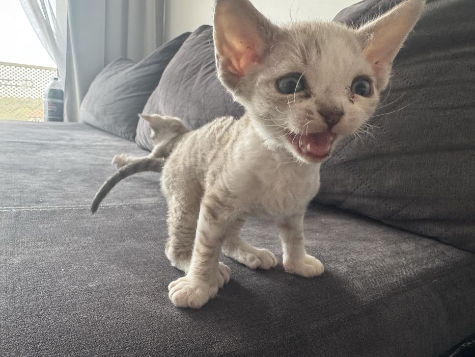 Śliczne kocięta Devon Rex - Słodka Jagoda*PL