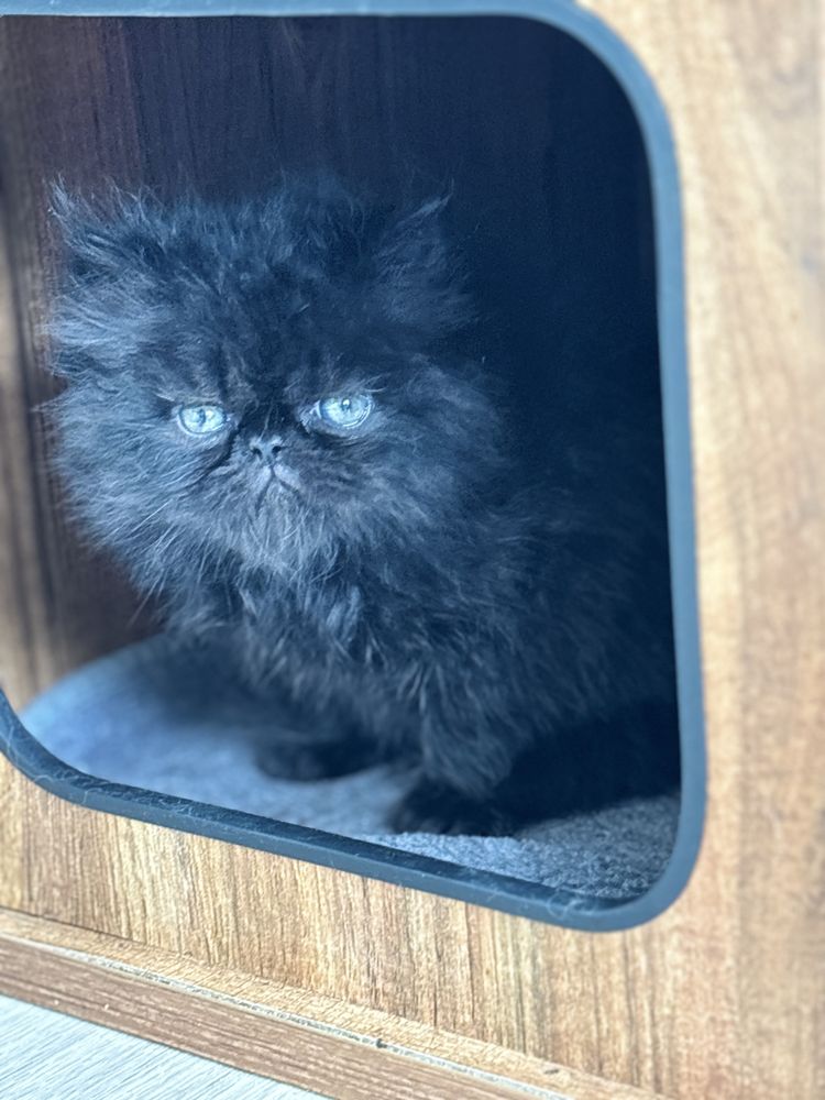 Czarny jak smola perski kotek Zorro