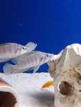 Rybki dorosłe Altolamprologus calvus white ,, Tanganika Koło ''