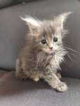 Narobi- niebieska kotka Maine Coon