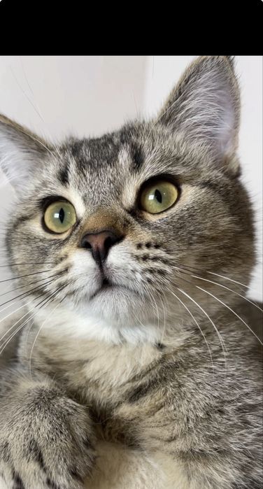 Дівчинки шотландські чорно золота кішечка, з щепленням,чіпом