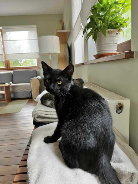 Kot kocurek adopcja schronisko wesoły przytulas