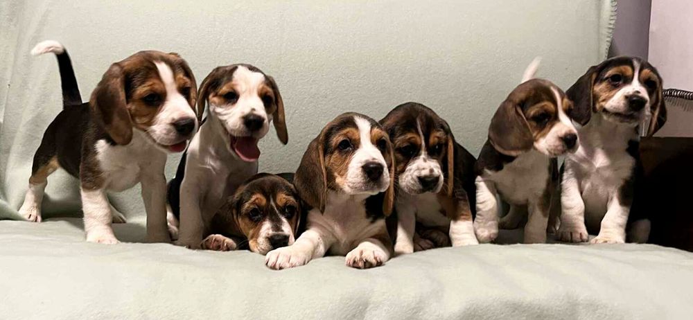 Sprzedam szczeniaka rasy Beagel