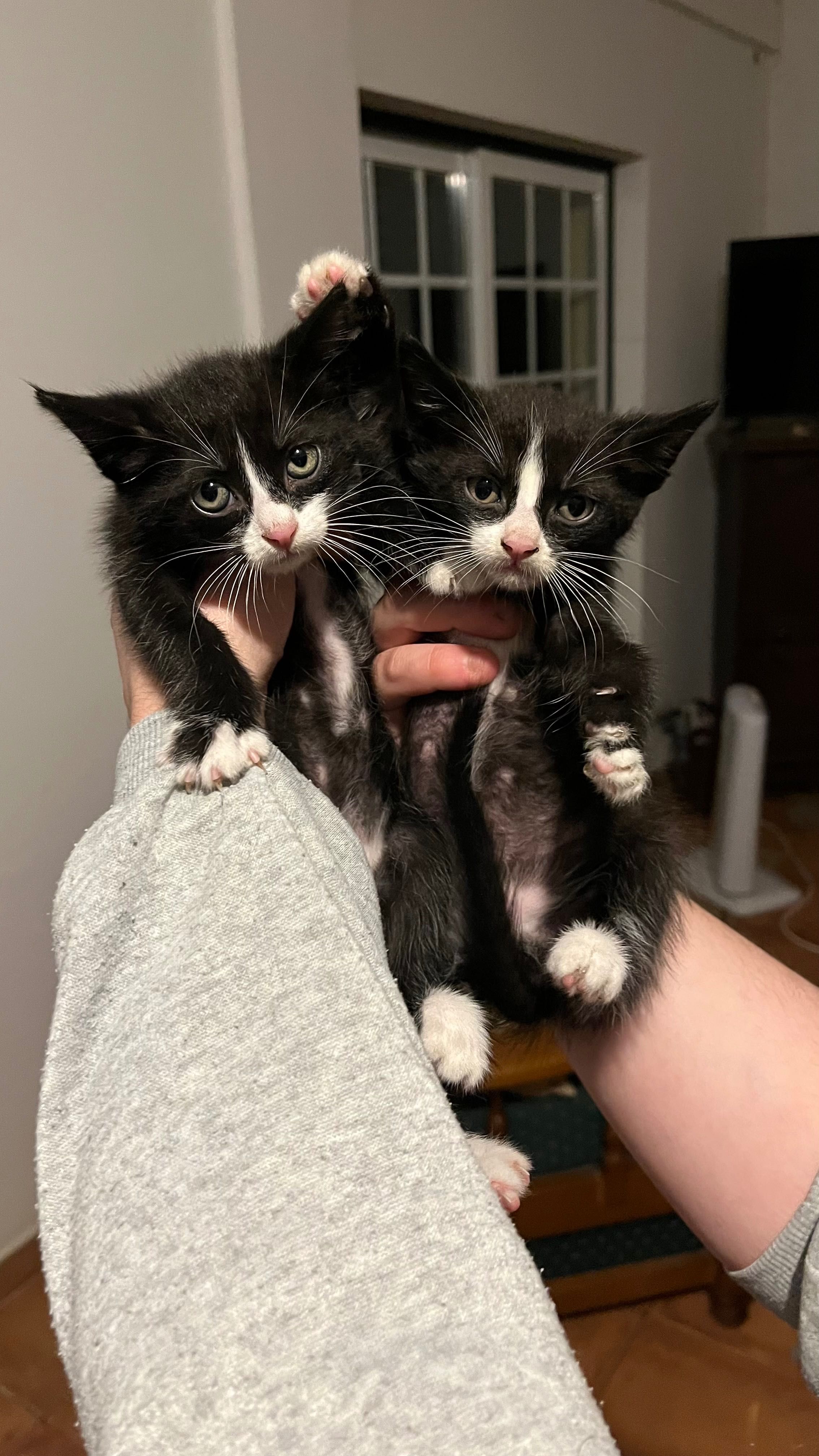 Gatinhos para adoção