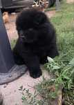 Suczka chow chow