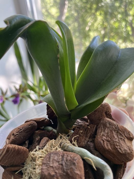 Орхідея ротердам дітка