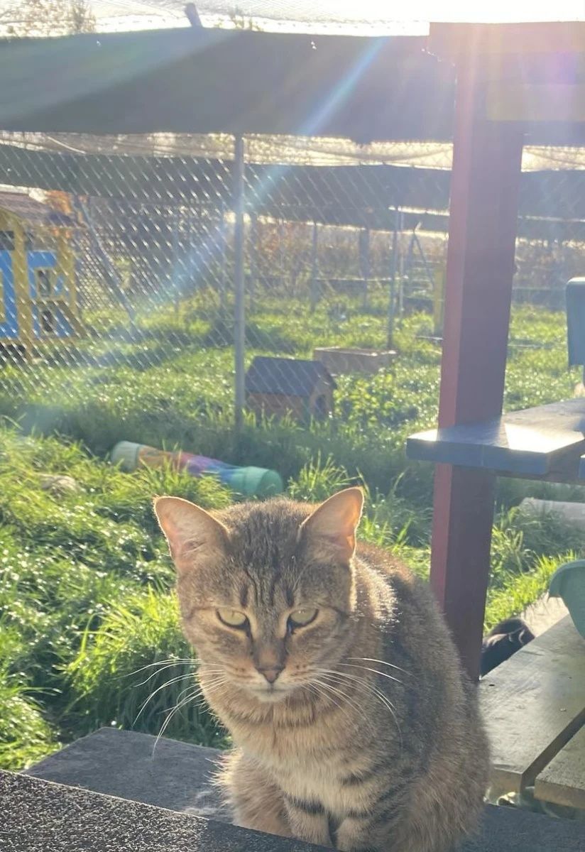 Kocia seniorka Nubia do adopcji dla spokojnych ludzi