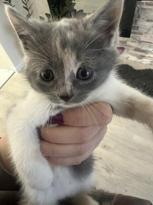 Кошенята шотландці