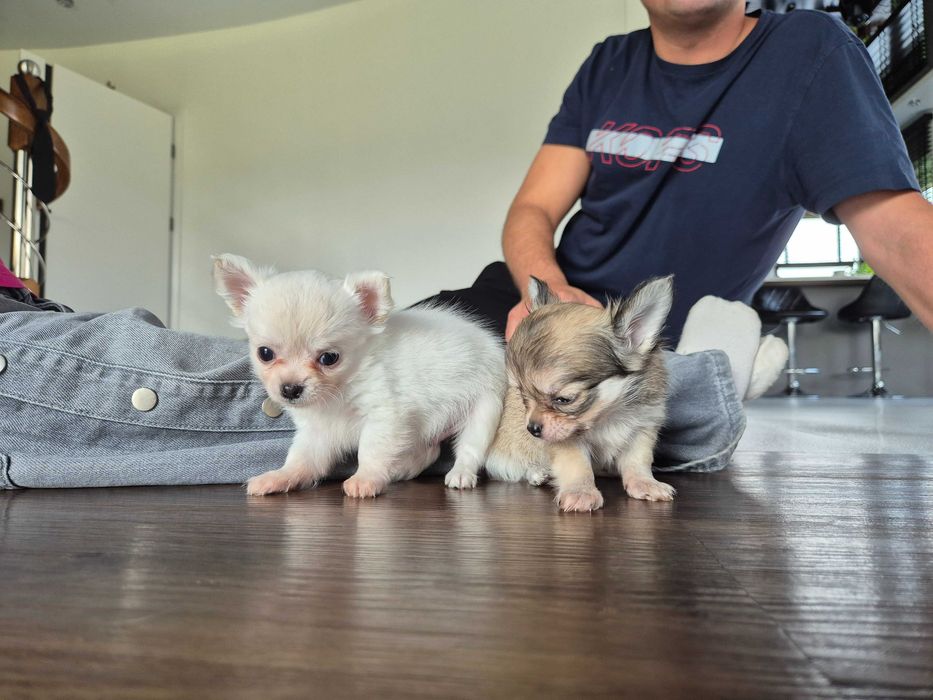 chihuahua długowłosa-biały piesek