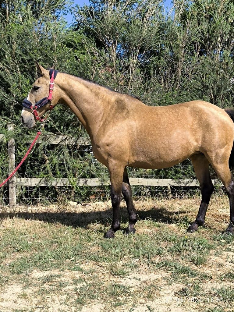 Vendo égua baia barata ou. Troco por algo do meu interesse