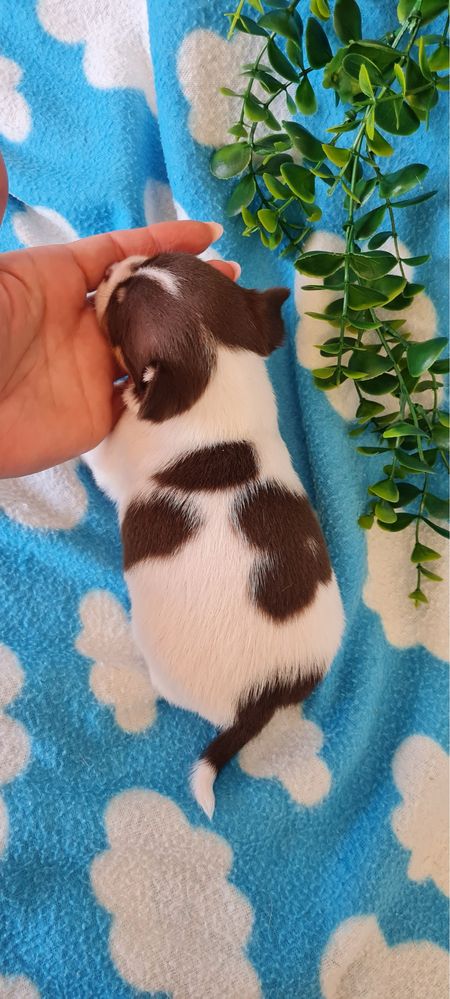 Excelente chocolatinho Chihuahua/Chiuaua de Qualidade