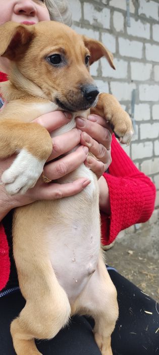 Щенки добрым людям