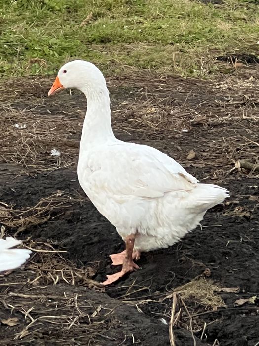 Мамути. Гусаки Мамути