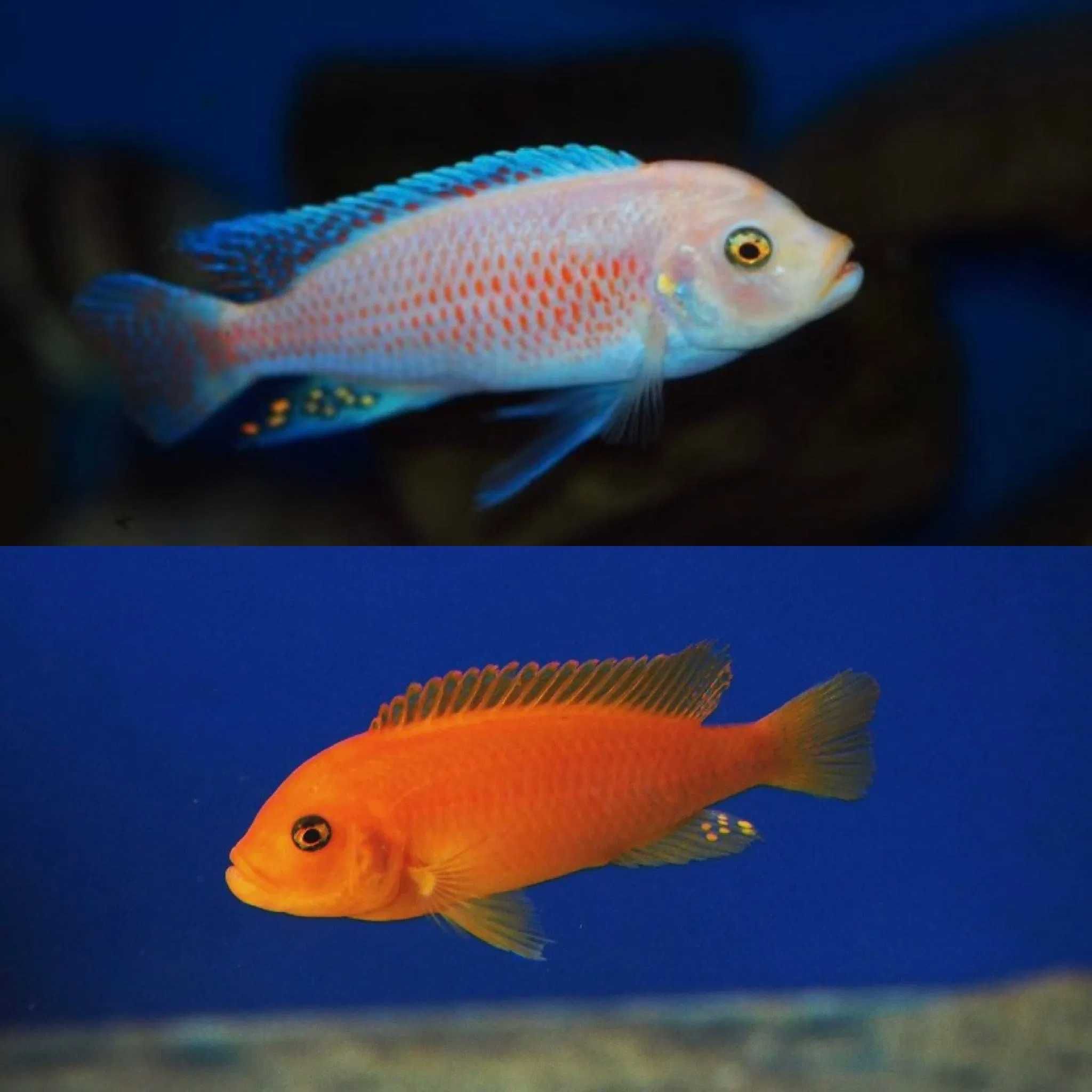 Metriaclima estherae, Pyszczaki, malawi,  wysyłka