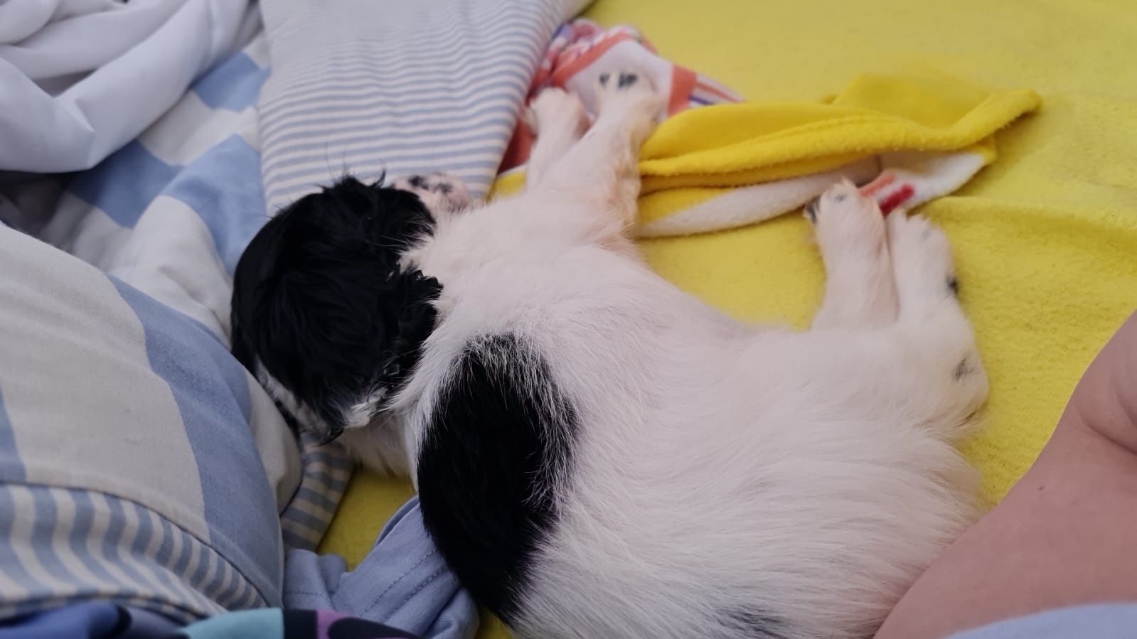 Super Cocker Spaniel