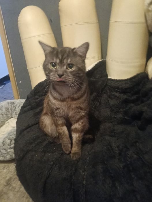 gato scottish macho.