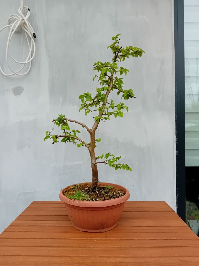 Piękny grab bonsai outdoor bonsai bonzai