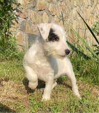 Parson Russell Terrier cudny chłopczyk FCI