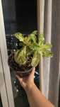 Adenium arabicum Variegata MARBLE ALBO róża pustyni