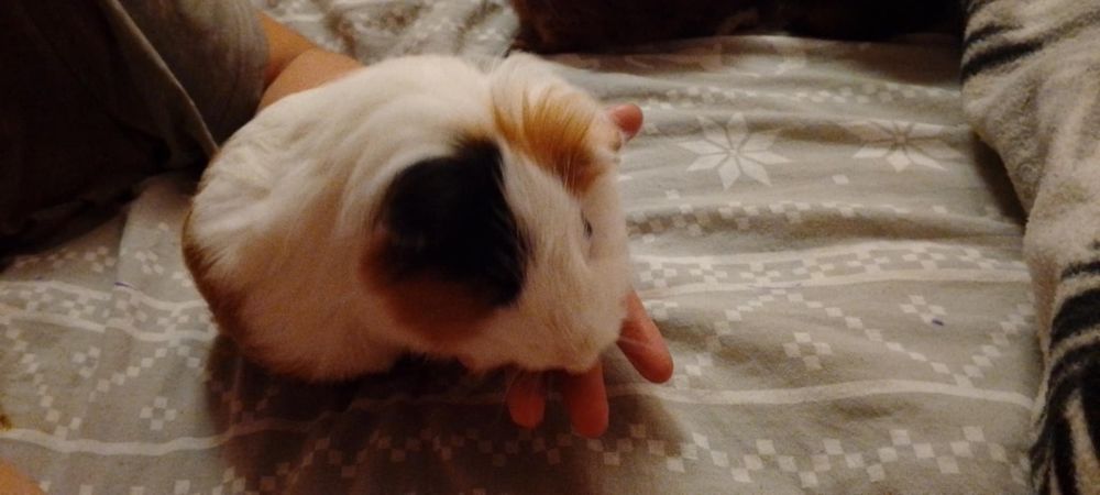 Świnki morskie oddam