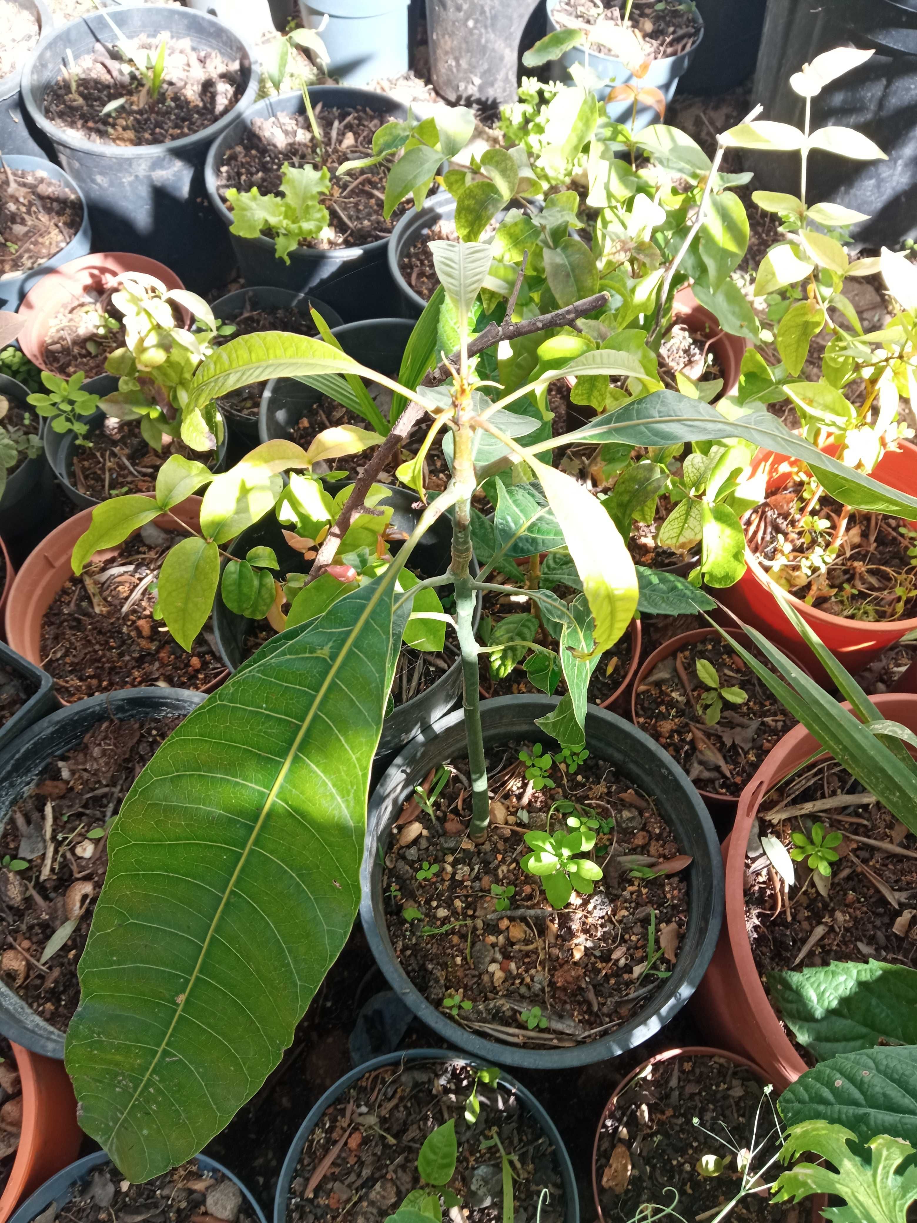 Planta manga em vaso