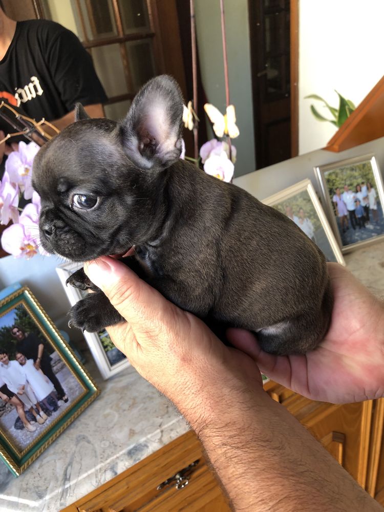Bulldog Frances Exotico