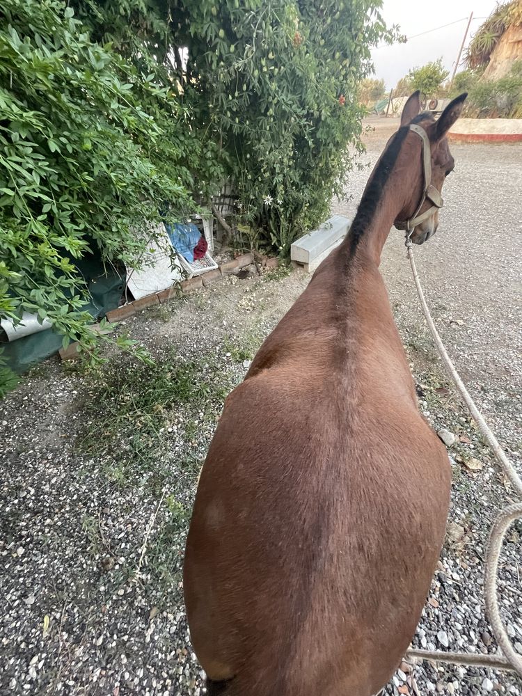 Ponei Femea Mini Cavalinho