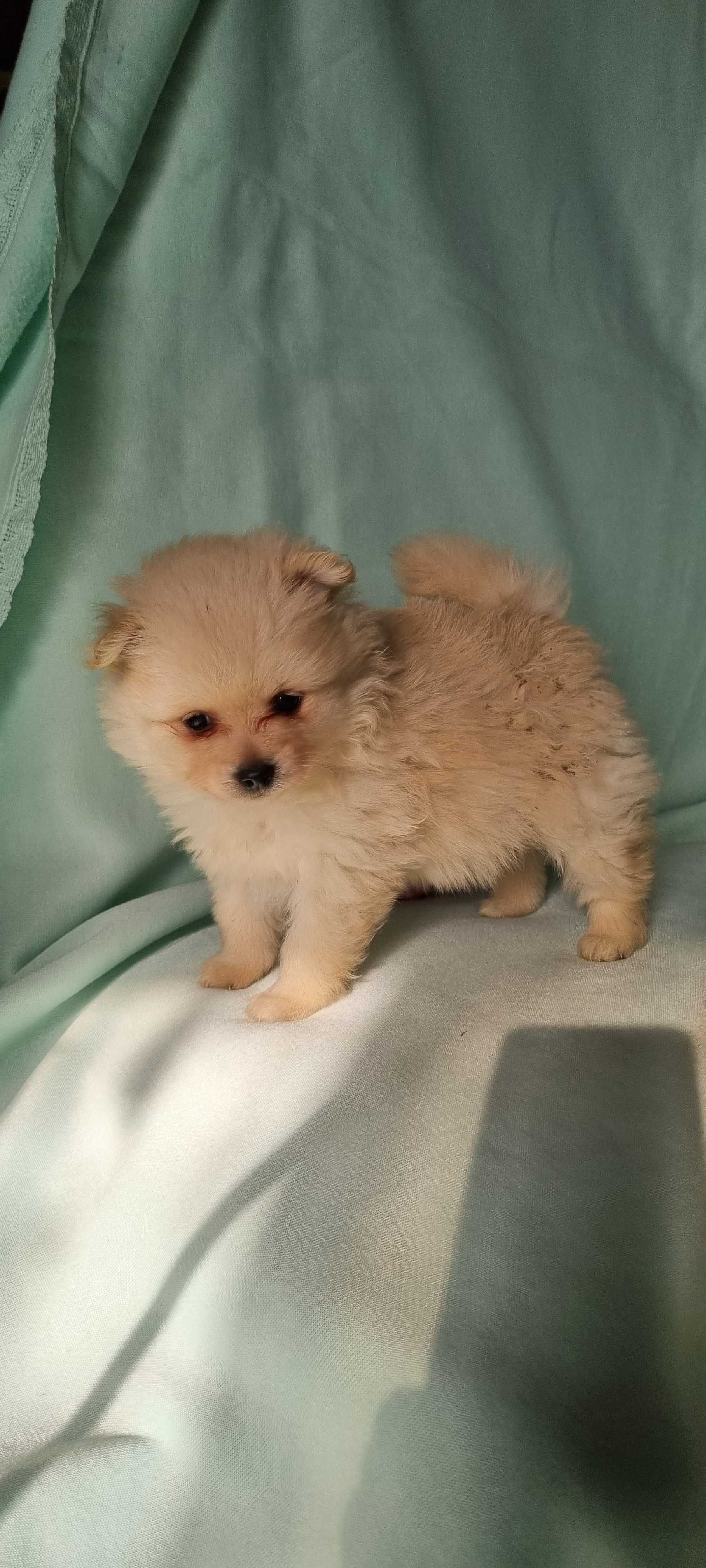 Spitz alemão Lulu da Pomerânia  para alegrar um lar 5 estrelas