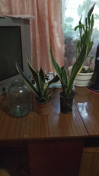 Сансевьерия,Толстянка,хлорофитум кучерявый Бони