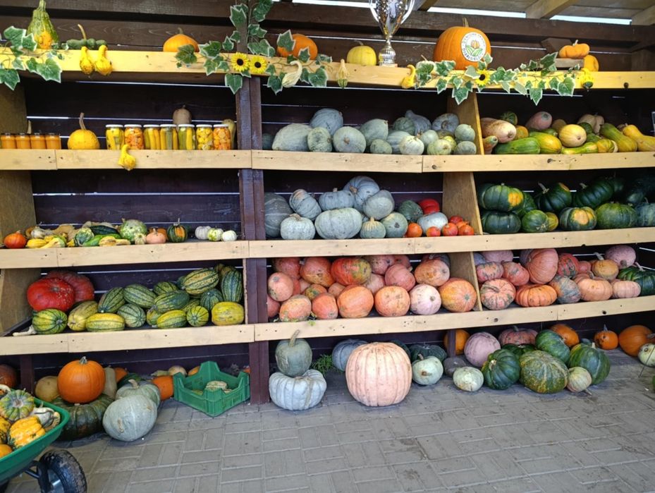 Dynia jadalna i na halloween