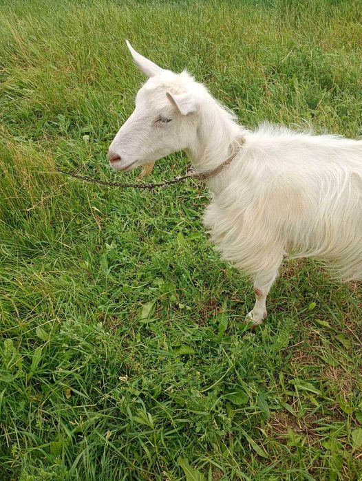 Коза безрога біла