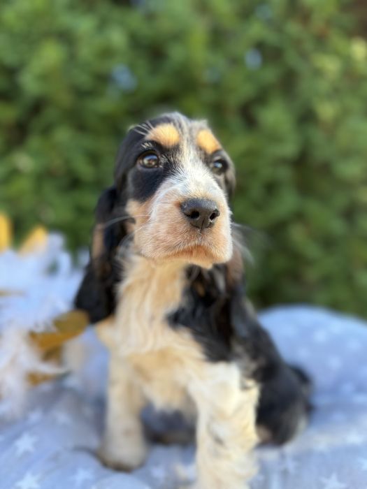 Śliczna sunia Cocker Spaniel Angielski z Rodowodem