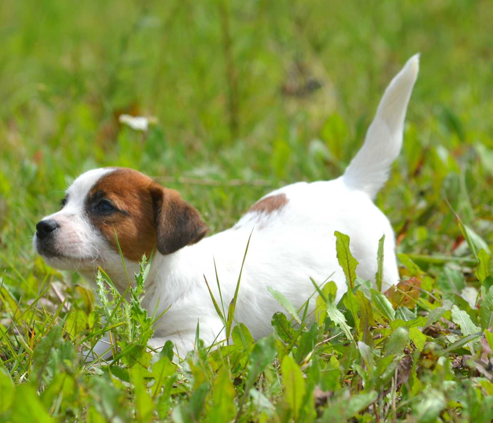 Jack Russell Terrier śliczny piesek gładkowłosy Sony ZKwP FCI rodowód