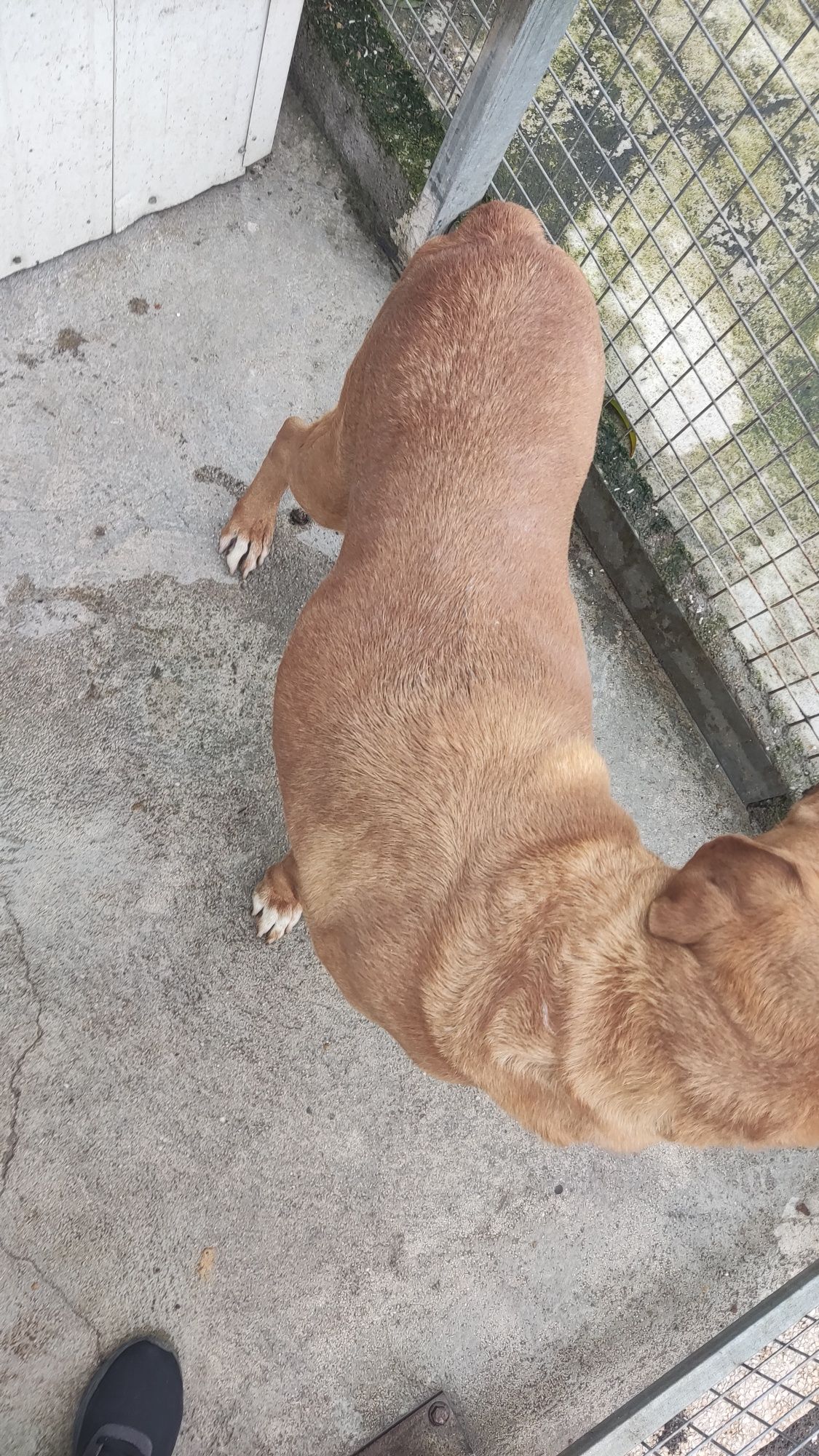 Cão Labrador/Rottweiler