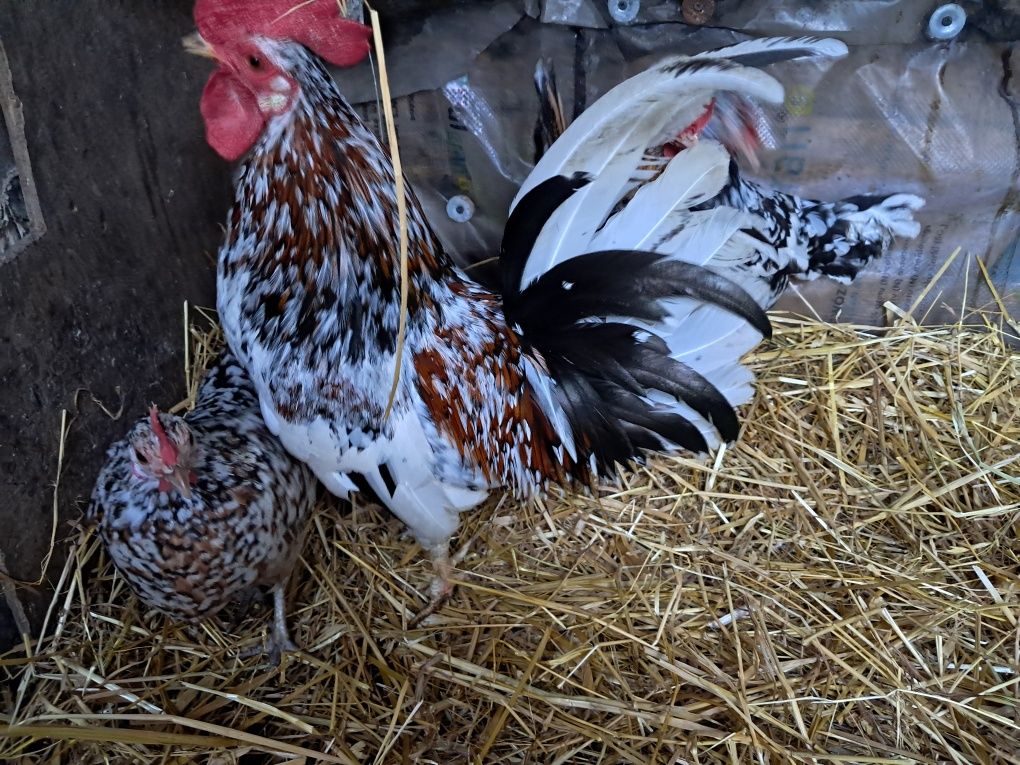 Jaja lęgowe liliputek pstrych