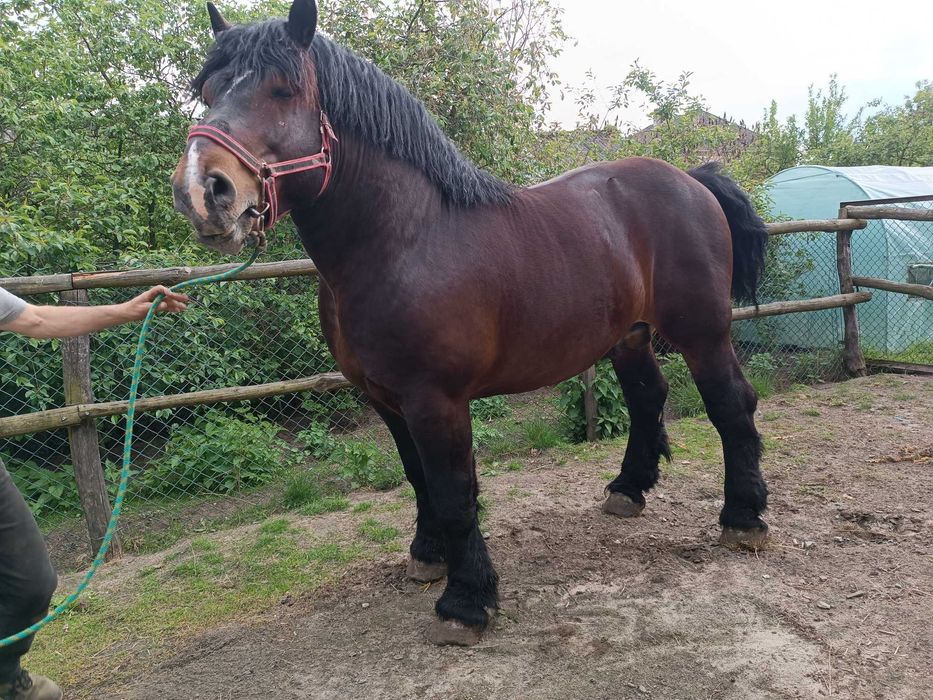 piękny i łagodny ogier Nemo (83 pkt)