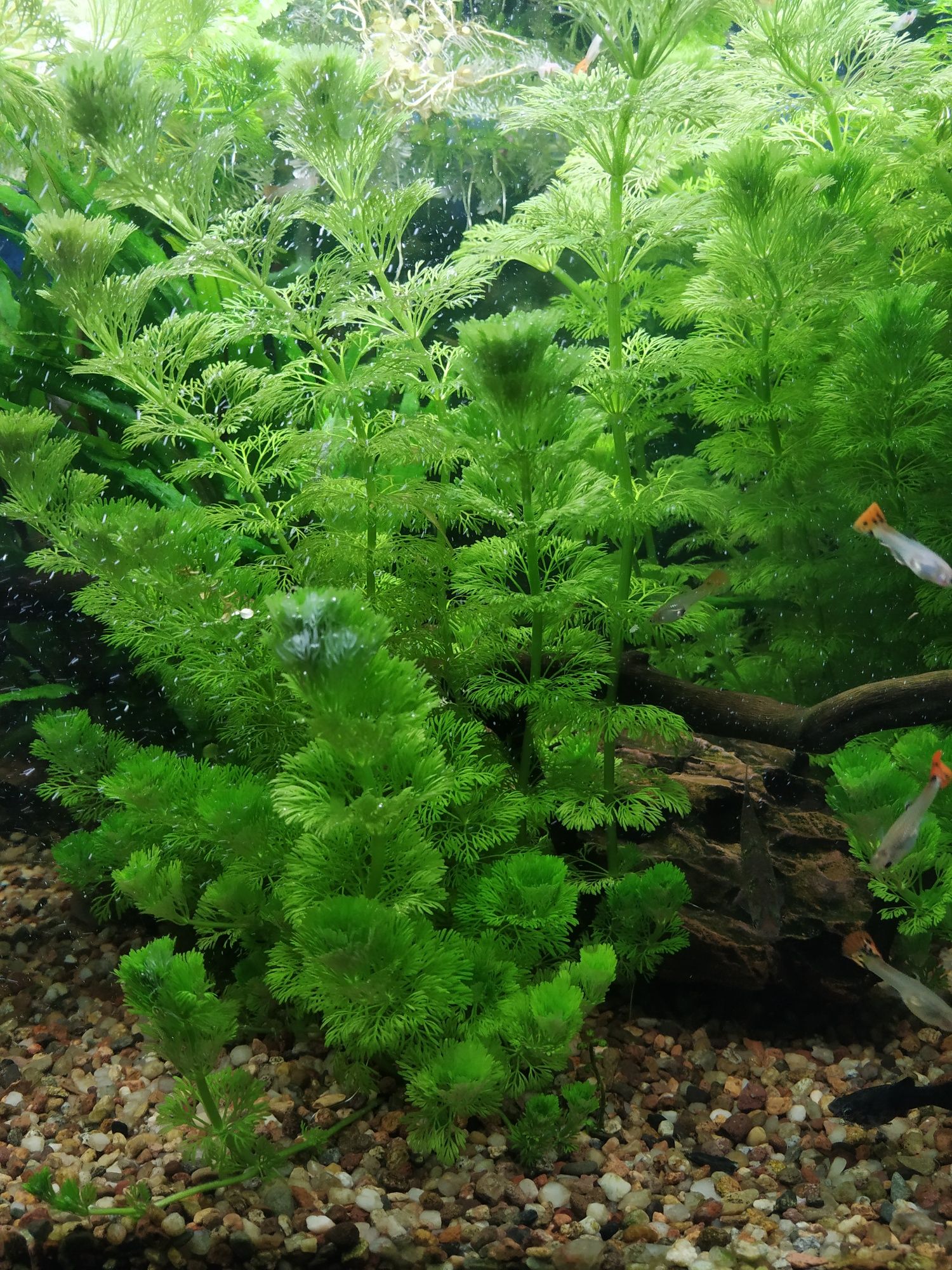 Roślinki do akwarium Limnophila Sessiliflora WYSYŁKA