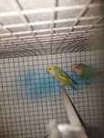 Casal de agapornis